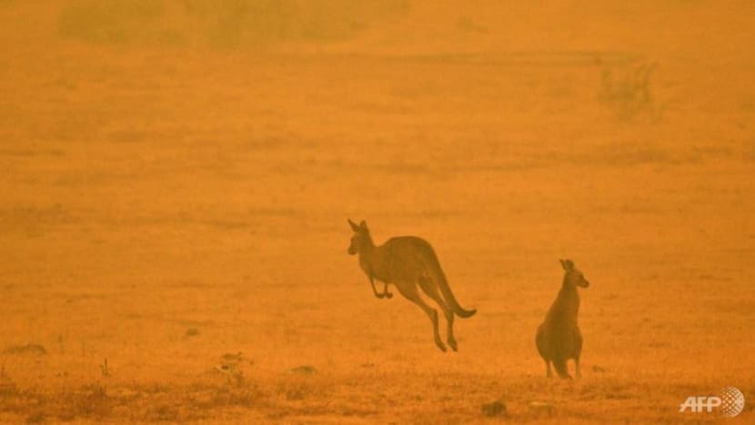 Australia bushfire smoke linked to hundreds of deaths Australia bushfire smoke linked to hundreds of deaths