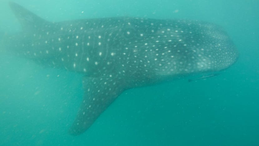 whale shark tourism philippines