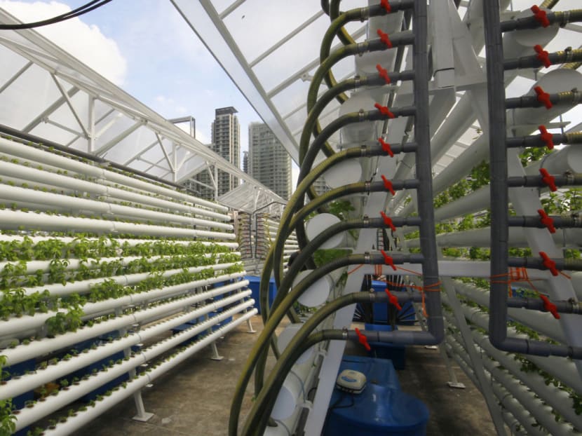 A rooftop urban farm in Singapore that uses aquaponics.   TODAY file photo