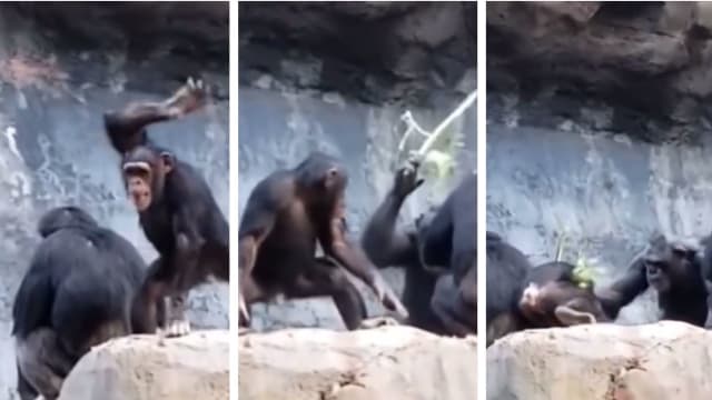 调皮小猩猩拿石头扔游客 “猩爸”抡起树枝狠狠修理