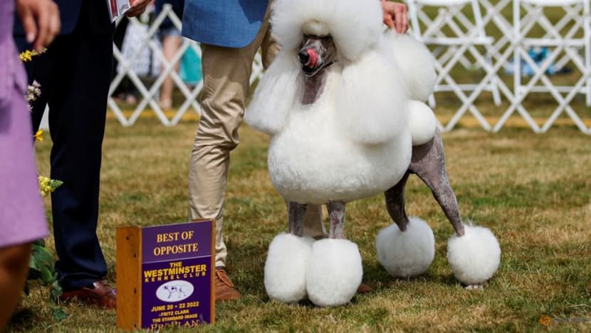 Top dog to be named at US Westminster show Top dog to be named at US Westminster show