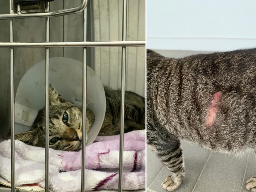 A cat named Milo was one of the cats found with a slash wound in the Ang Mo Kio area. A cat named Milo was one of the cats found with a slash wound in the Ang Mo Kio area.