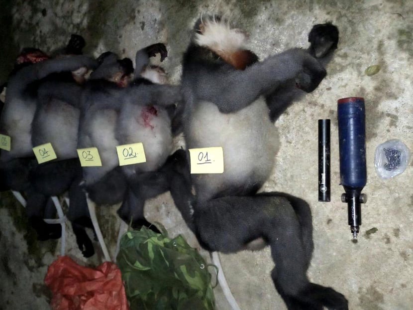 An photo released by the Vietnam News Agency on Oct 18, 2021 shows the bodies of grey-shanked douc langurs reportedly killed by poachers in the Ba To district of the central Quang Ngai province.