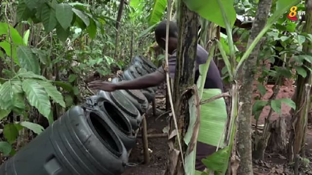 晨光|着眼天下：乌干达农民 以黑水虻替代昂贵化肥