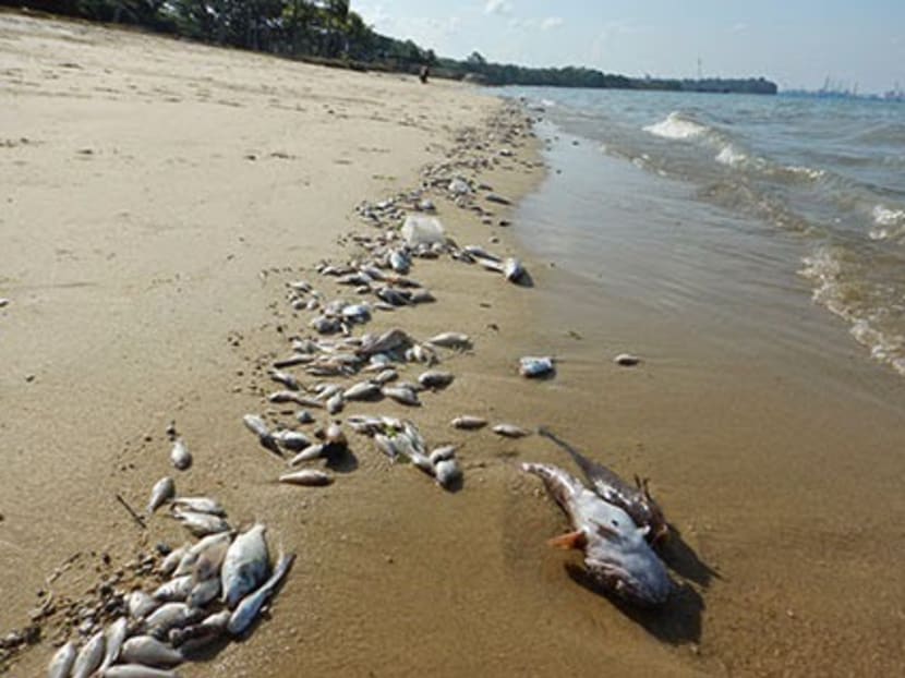 Thousand of dead fishes, including catfish and puffer fish, washed up at Pasir Ris beach on Feb 28, 2015. Photo: Wild Shores of Singapore