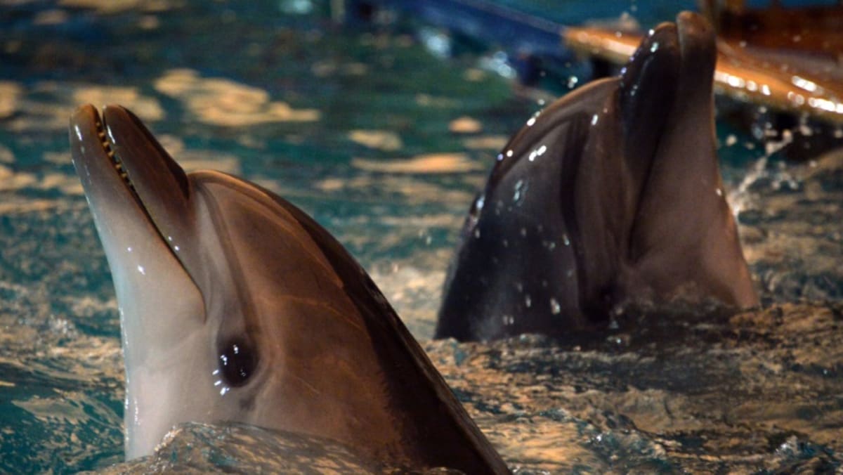 Russia is ‘training combat dolphins’ in Crimea: UK