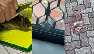 Rat map: Tracking the rodent infestation in Singapore