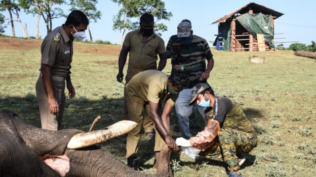 印度动物园亚洲狮因冠病死亡  当局为28头大象进行检测