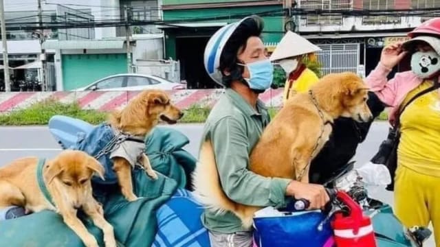 越南狗主确诊冠病12只狗被灭杀 网批“太残忍”