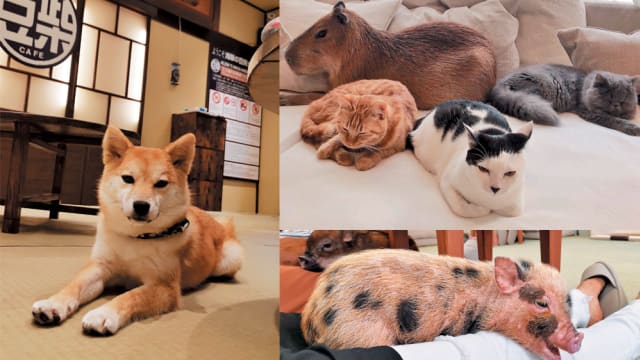 东京超疗愈的动物Cafe