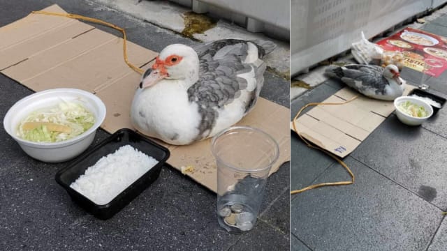 泰国鸭子沦为乞讨工具 惹来关爱动物人士批斗