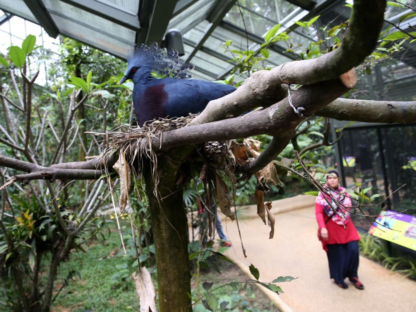 Gallery: Rare Asian birds at Jurong Bird Park’s Wings of Asia aviary