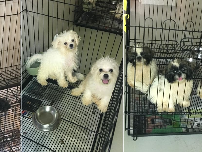 Recent pictures of the smuggled puppies. Photos: AVA and ICA