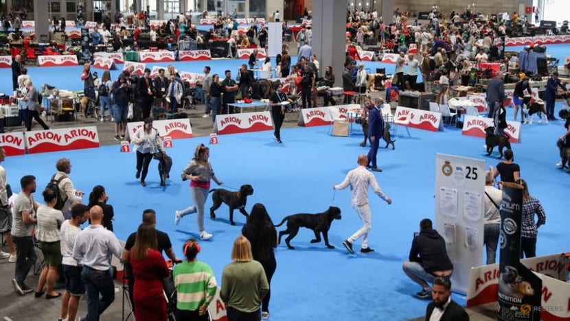 Who's top dog? Spain holds world contest Who's top dog? Spain holds world contest