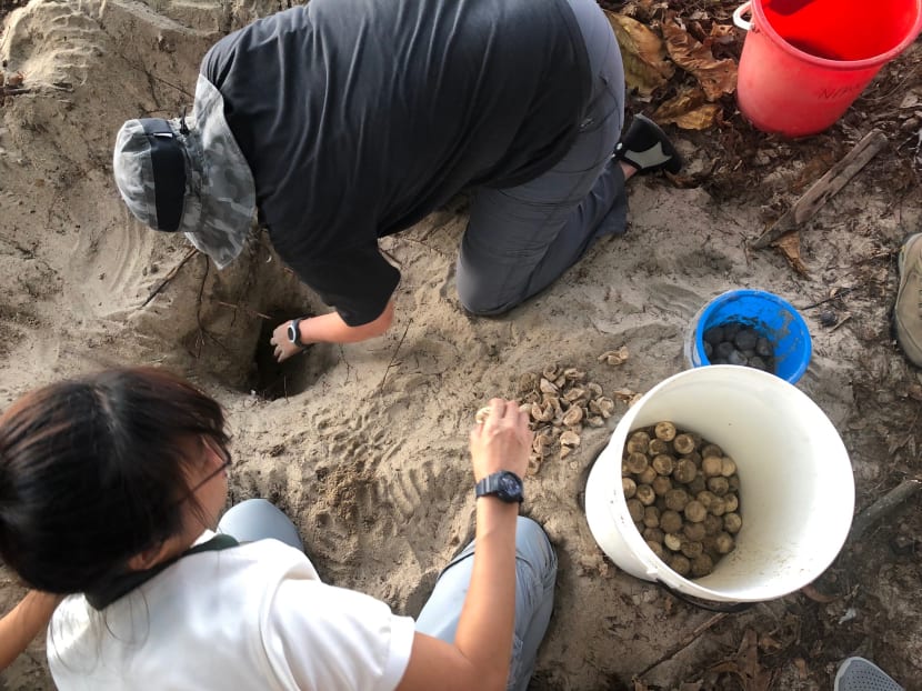 National Parks Board's staff members and volunteers taking up the delicate task of transplanting nearly 100 turtle eggs from East Coast Park to safer surroundings at the Sisters' Islands.