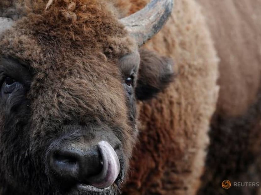 Wanted: bison rangers for woodland in the Garden of England Wanted: bison rangers for woodland in the Garden of England