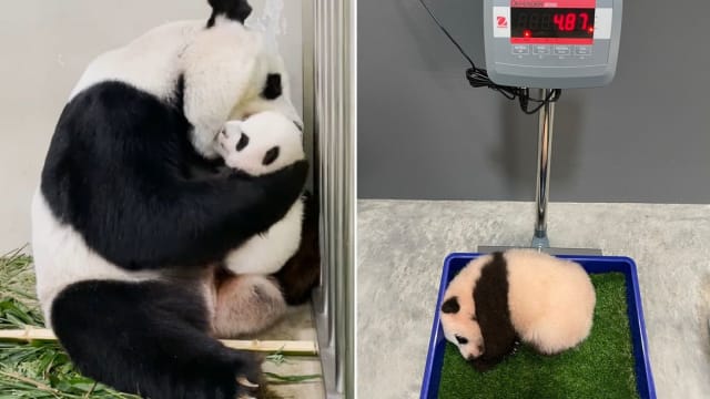 大熊猫宝宝茁壮成长体重近五公斤 享受被妈妈“刷毛” 