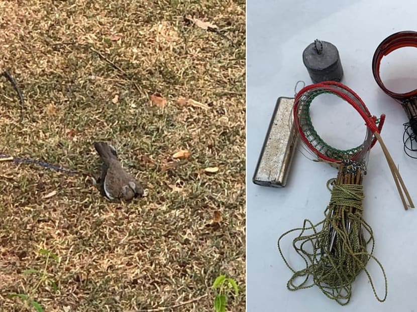 The spotted dove bird that died in the trap, and various trapping devices.