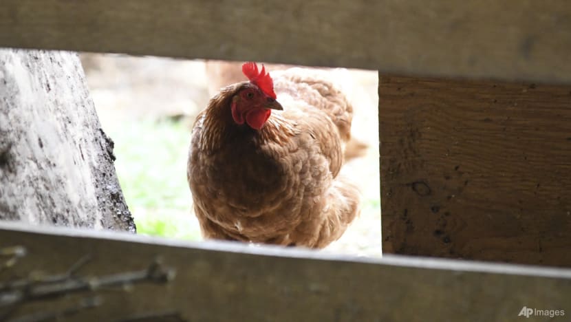Conspiracy theorists flock to bird flu amid US outbreak, spreading falsehoods Conspiracy theorists flock to bird flu amid US outbreak, spreading falsehoods