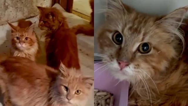 俄女子猝死家中 20只猫为求存啃食主人尸体