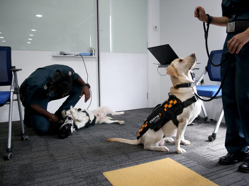 Cisco k9 dog training cheap