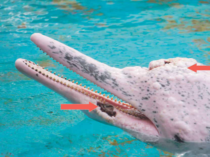 Visible head and mouth injuries on an adult female dolphin at Dolphin Lagoon at Underwater World Singapore. Photo: Wildlife Watcher (Singapore), Sea Shepherd Conservation Society