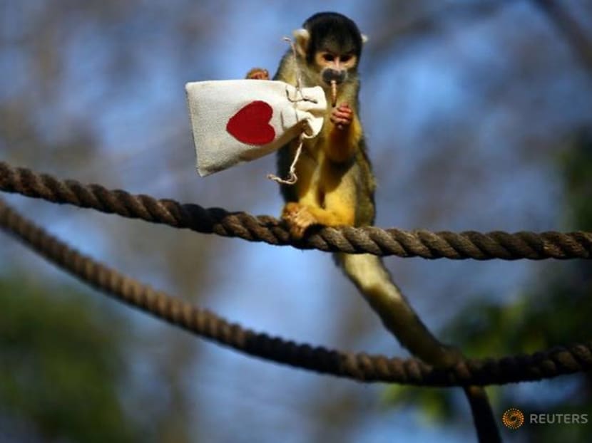 Mealworm Valentine treats charm London Zoo's squirrel monkeys Mealworm Valentine treats charm London Zoo's squirrel monkeys