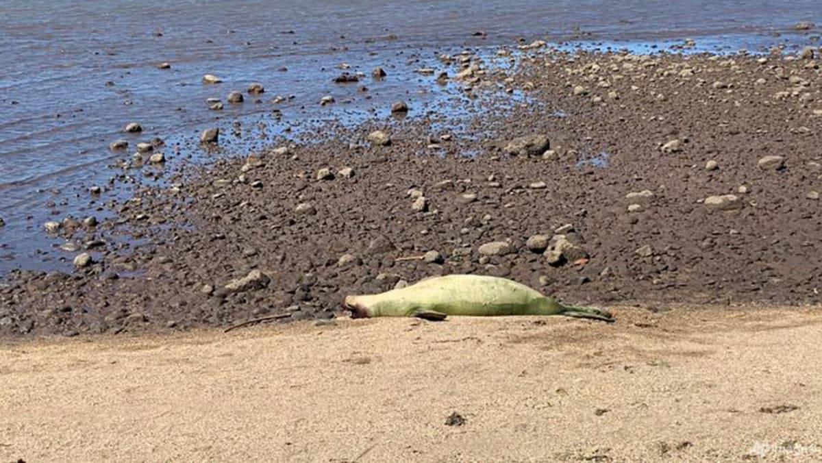 Anjing laut biksu Hawaii yang terancam punah ditembak di kepala di Molokai