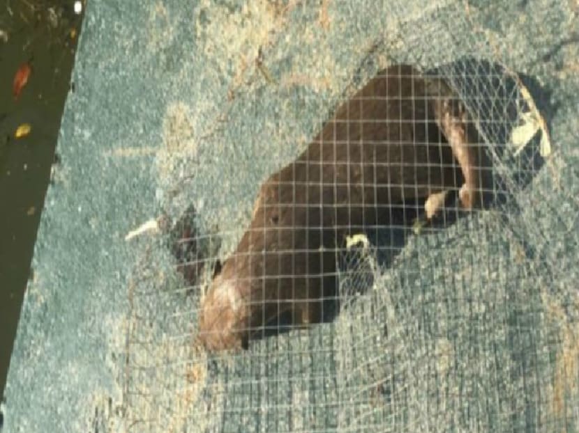 Dead otter in a cage found along the Marina Promenade in the Kallang Basin. Photo: PUB