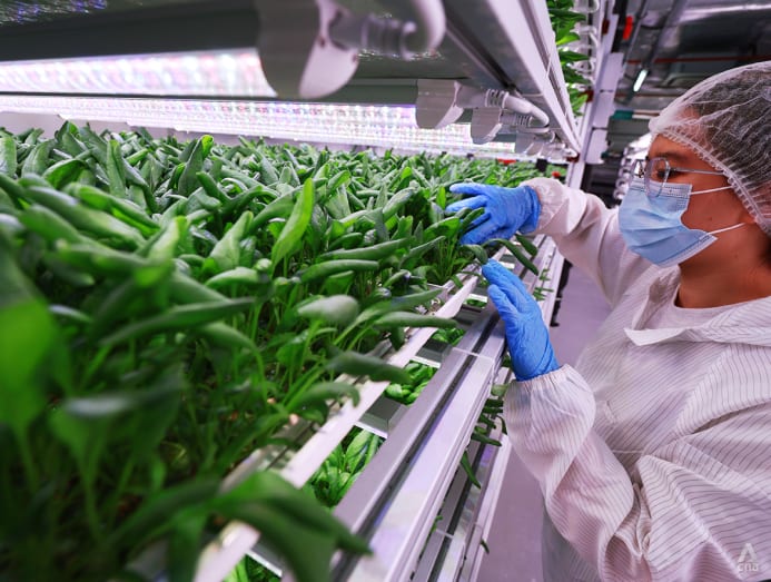 Big Read Hightech but low returns, farming in Singapore faces a time of reckoning