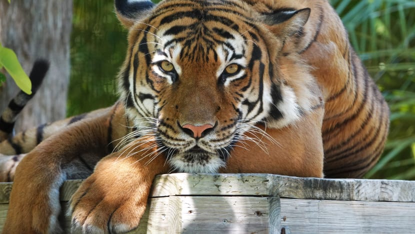Polis terima laporan harimau dikesan di estet perumahan KL