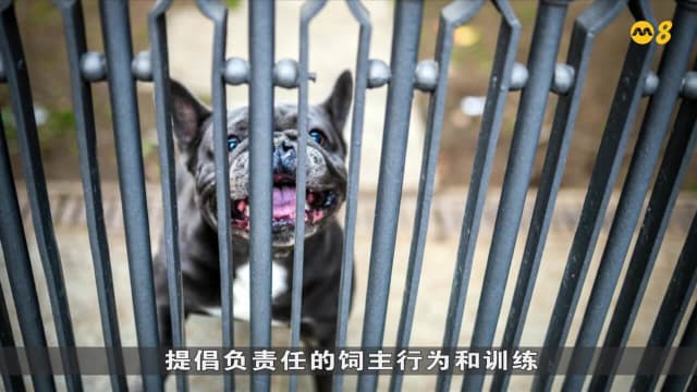 晨光|纸上风云：恶犬接连袭人 英国宣布禁养恶霸犬