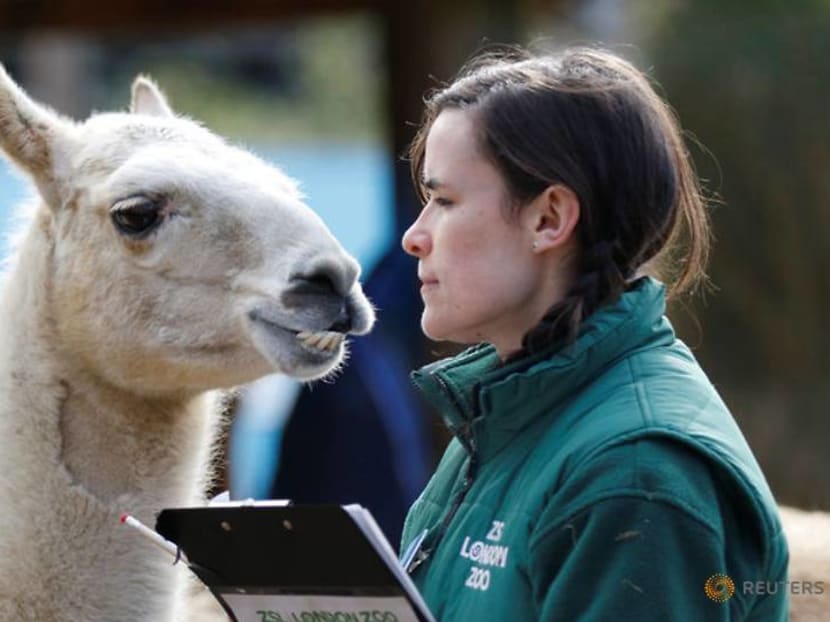Commentary: The London Zoo helps animals with this one simple act Commentary: The London Zoo helps animals with this one simple act
