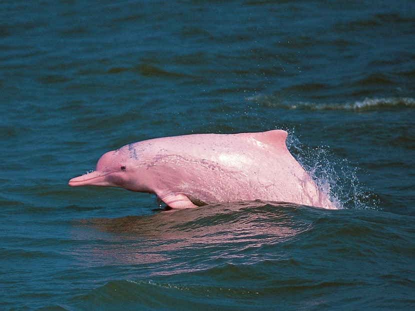 This undated picture released by the Hong Kong Dolphin Conservation Society on November 25, 2015 shows a pink dolphin in Hong Kong waters. Photo: AFP