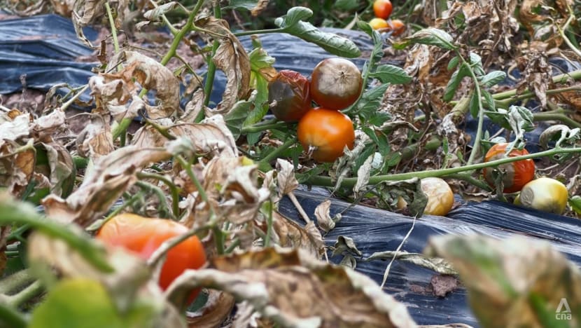 ‘The soil is as hard as rock’: Farmers reel from China heatwave as food inflation looms