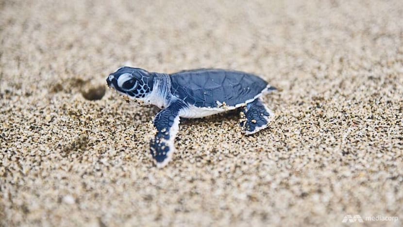 Baby turtles at Sukamade sign of better conservation efforts in Indonesia