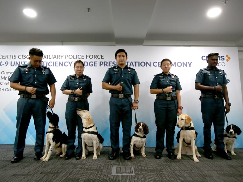 These sniffer dogs working for Certis are of a national standard
