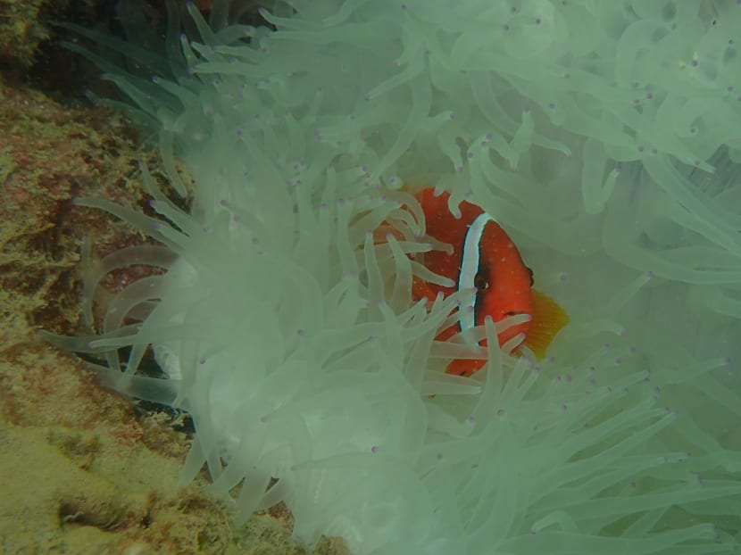 Coral bleaching forces closure of Sisters’ Island dive trails