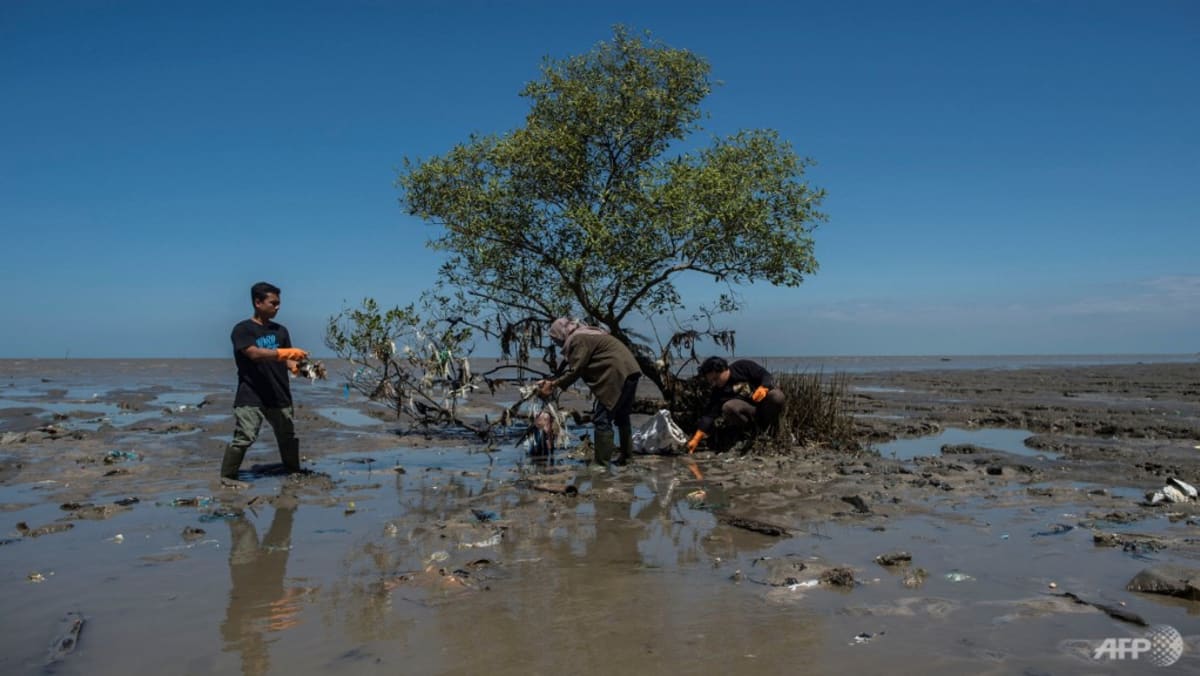 Indonesia siapkan regulasi untuk bantu dana restorasi mangrove