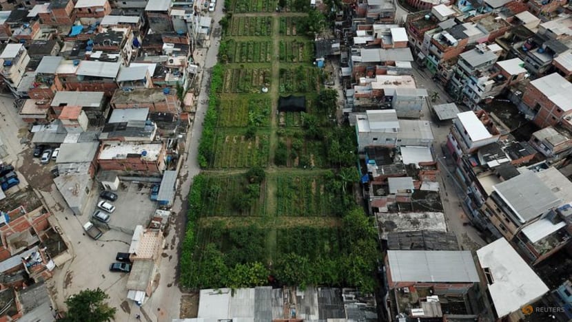 Urban garden in Rio feeds hundreds of families in former ‘crackland’ Urban garden in Rio feeds hundreds of families in former ‘crackland’