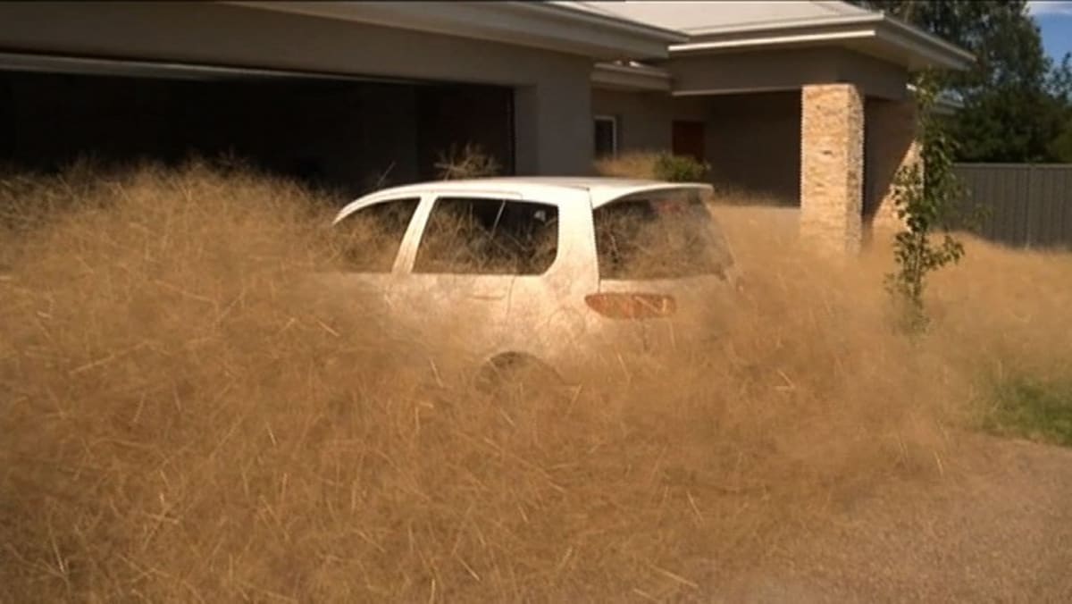 Gallery ‘hairy Panic Grips Australian Town Today