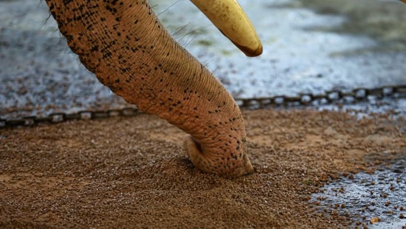 Sri Lanka readies ailing Thai elephant for flight home - CNA