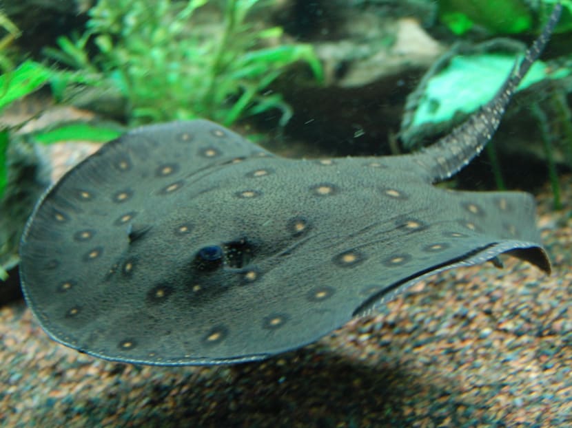 Man charged with releasing pet stingrays into reservoir Man charged with releasing pet stingrays into reservoir