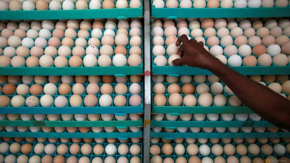 Kekurangan telur di Malaysia menempatkan hatcheri India di jalur ekspor tertinggi