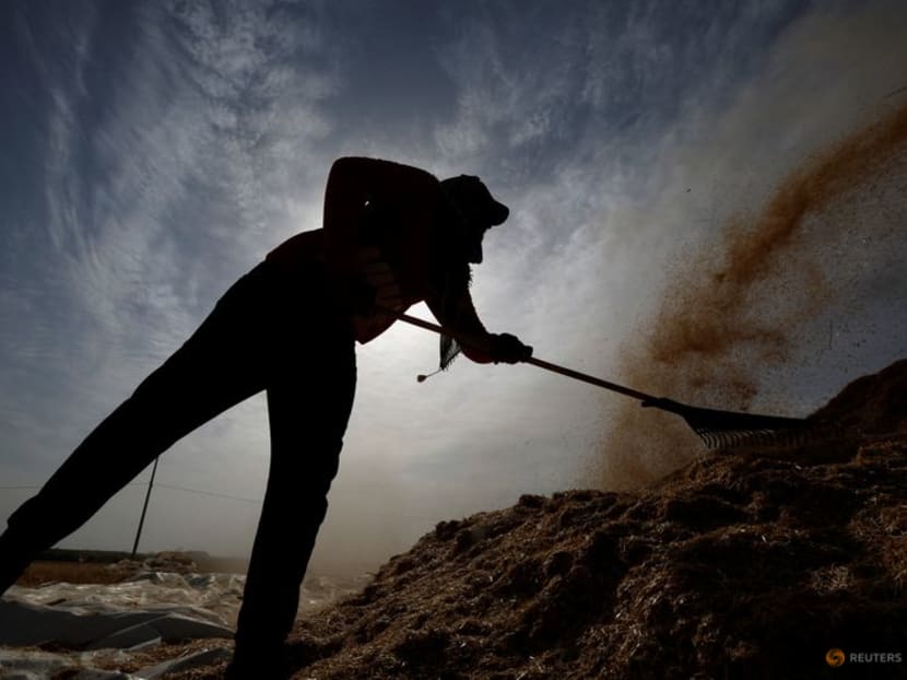 Gaza flour mills ground down by RussianUkraine conflict TODAY