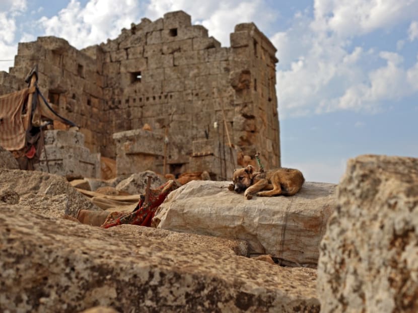 A dog rests near the ruins of a Roman temple at a makeshift camp of Syrians displaced by war at the Unesco-listed site of Baqirha not far from the Turkish border, in a region of northwest Syria filled with abandoned Roman and Byzantine settlements.