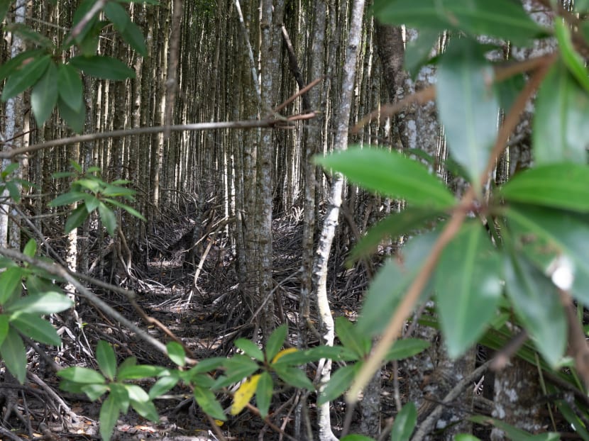To dye for: Indonesia's carbon-rich mangroves in fashion with women weavers To dye for: Indonesia's carbon-rich mangroves in fashion with women weavers