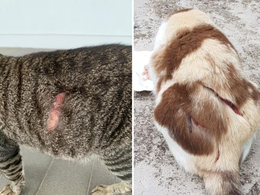 Two of the cats found with slash wounds in the Ang Mo Kio area.