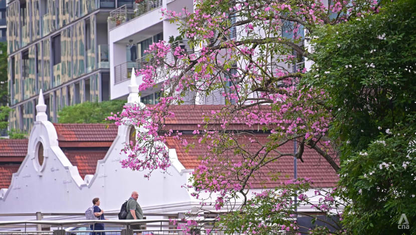 In pictures: Singapore's cherry blossoms in bloom