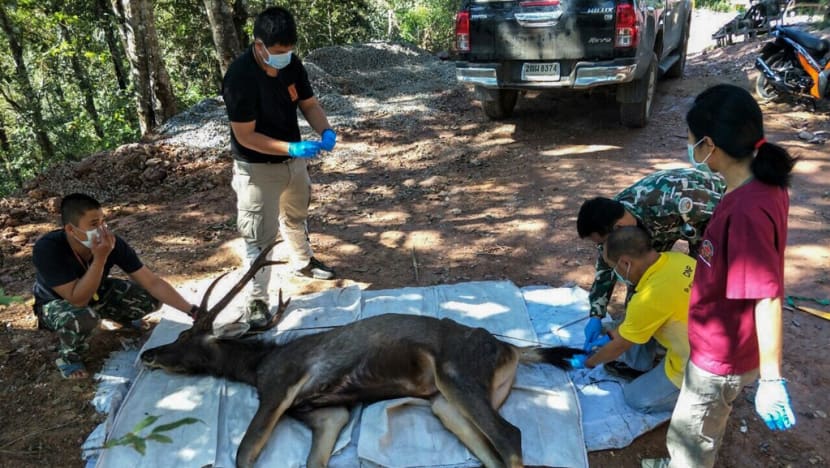 Dead deer found in Thailand with 7kg of plastic in stomach Dead deer found in Thailand with 7kg of plastic in stomach